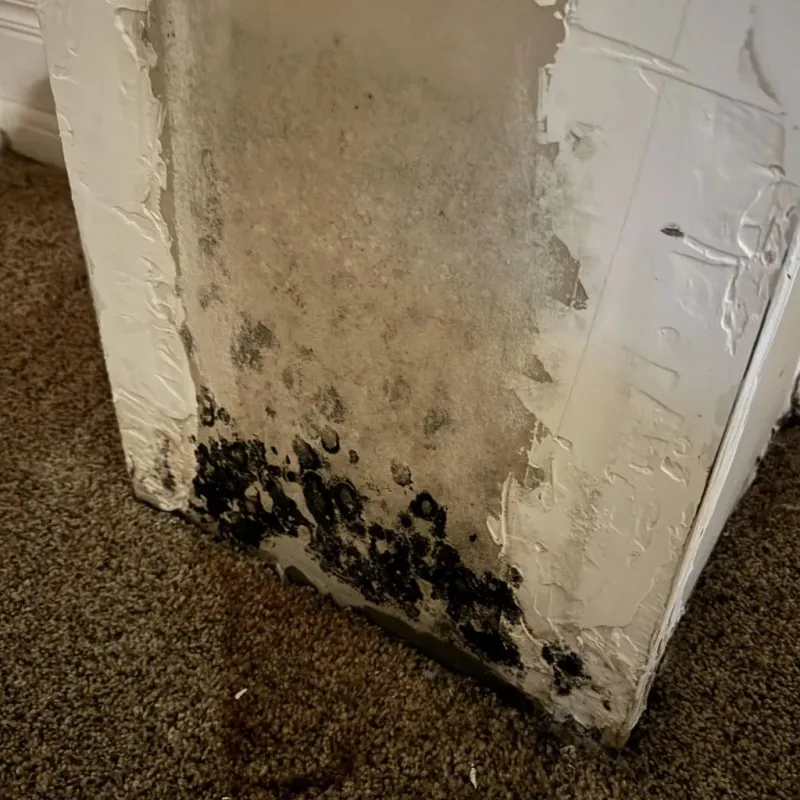 Professional Mold Removal in Unicoi County, TN